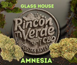 Amnesia