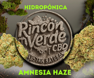 Amnesia Haze